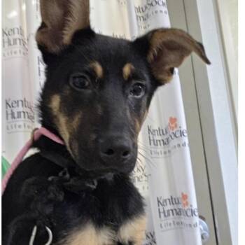 Ella -  German Shepherd Dog and Mixed Breed Dog for Adoption in Springboro, Ohio - Ella | PetCurious