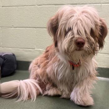 Biscoff -  Australian Shepherd and Mixed Breed Dog for Adoption in West Palm Beach, Florida - Biscoff | PetCurious