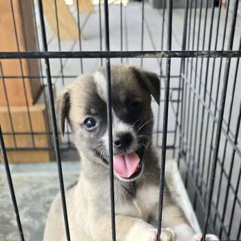 Moose -  Chihuahua Dog for Adoption in Gainesville, Virginia - Moose | PetCurious