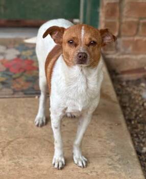 Terrier Dogs Available for Adoption in Marshall, Texas - Tessa | PetCurious