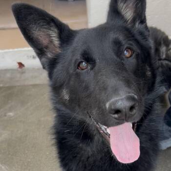 Battie -  German Shepherd Dog Dog for Adoption in Reno, Nevada - Battie | PetCurious
