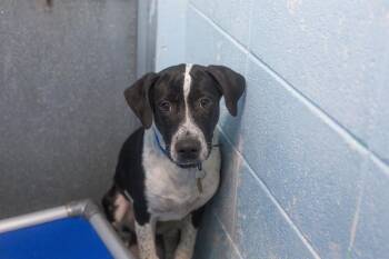 Derek -  Australian Cattle Dog Blue Heeler and Border Collie Dog for Adoption in Mountain Home, Arkansas - Derek | PetCurious