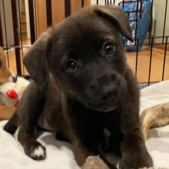 Mixed Breed Dogs Available for Adoption in Shorewood, Illinois - Raven | PetCurious