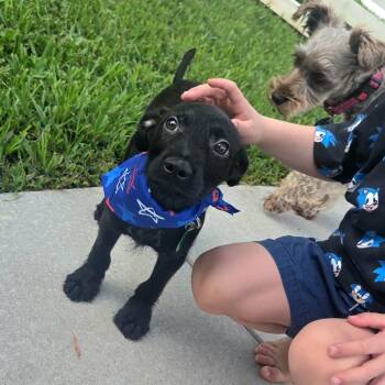 Willy -  Shih Tzu and Black Labrador Retriever Dog for Adoption in New Orleans, Louisiana - Willy | PetCurious