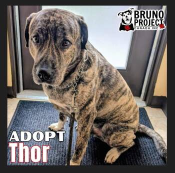 Great Pyrenees and Boxer Dogs Available for Adoption in St. Catharines, Ontario - Thor | PetCurious