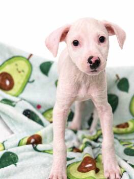 Chihuahua Dogs Available for Adoption in Boca Raton, Florida - Juli 0400 | PetCurious