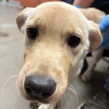 Applejack -  Labrador Retriever Dog for Adoption in Yuma, Arizona - Applejack | PetCurious