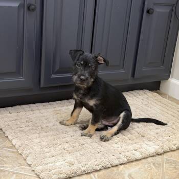 Milo Scruff -  Schnauzer Dog for Adoption in Mobile, Alabama - Milo Scruff | PetCurious