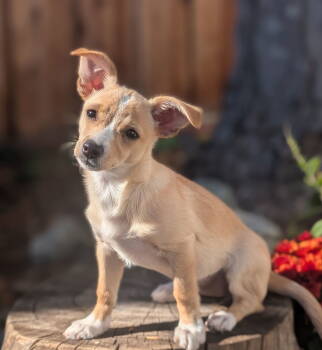 Rescue Cairn Terrier and Chihuahua Dogs for Adoption in Palo Alto, California - Georgia | PetCurious
