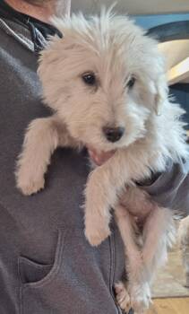 Komondor Dogs Available for Adoption - Maggie | PetCurious