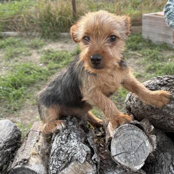 Yorkshire Terrier and Terrier Dogs Available for Adoption in Brookeville, Maryland - Jasper  | PetCurious