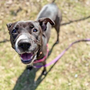 Josie -  Mixed Breed Dog for Adoption in Oshkosh, Wisconsin - Josie | PetCurious