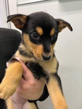 Emu -  Shepherd and Husky Dog for Adoption in Yellowknife, Northwest Territories - Emu | PetCurious