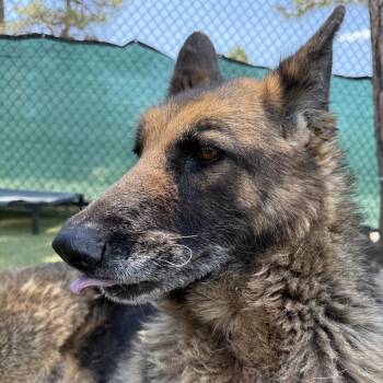 Willie -  German Shepherd Dog and Mixed Breed Dog for Adoption in Flagstaff, Arizona - Willie | PetCurious