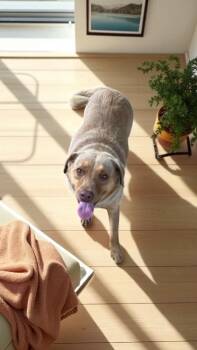 Rescue Golden Retriever and Mixed Breed Dogs for Adoption in Biloxi, Mississippi - Lucky | PetCurious