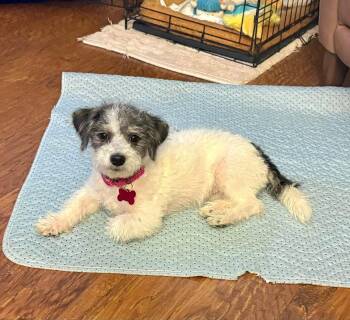 Kira -  Coton De Tulear and Poodle Dog for Adoption in Phoenix, Arizona - Kira | PetCurious