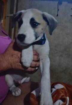 Jasper -  Staffordshire Bull Terrier Dog for Adoption in The Woodlands, Texas - Jasper | PetCurious