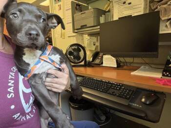 SHELBY -  Staffordshire Bull Terrier Dog for Adoption in Santa Cruz, California - SHELBY | PetCurious