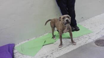 CICI -  Staffordshire Bull Terrier and Mixed Breed Dog for Adoption in Houston, Texas - CICI | PetCurious