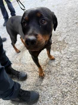 BETTY -  Rottweiler Dog for Adoption in Dallas, Texas - BETTY | PetCurious