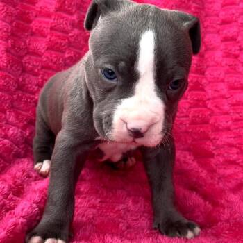 English Bulldog and Boston Terrier Dogs Available for Adoption - Lily Fair | PetCurious