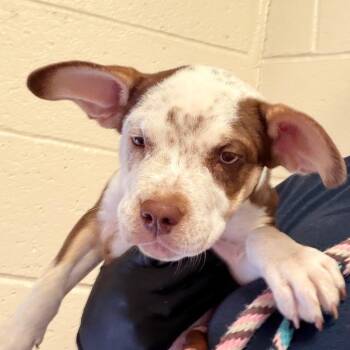 Sidney -  Pit Bull Terrier Dog for Adoption in Reno, Nevada - Sidney | PetCurious