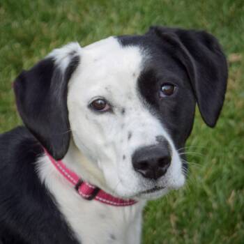 Rescue Black Labrador Retriever and Pointer Dogs for Adoption in Huntley, Illinois - Luna | PetCurious