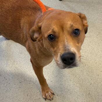 Black Mouth Cur and Pit Bull Terrier Dogs Available for Adoption - Peach | PetCurious