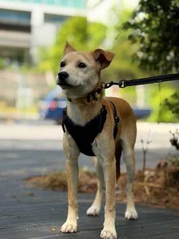 Cosmo -  Jindo Dog for Adoption in New York, New York - Cosmo | PetCurious