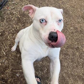 Pit Bull Terrier and American Staffordshire Terrier Dogs Available for Adoption in Mooresville, Indiana - Kaly | PetCurious