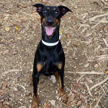 Doberman Pinscher Dogs Available for Adoption in Birmingham, Alabama - Eshu | PetCurious