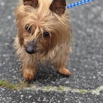 Yorkshire Terrier Dogs Available for Adoption - Pepper | PetCurious