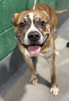 Pit Bull Terrier Dogs Available for Adoption - LOUIE | PetCurious