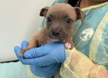 Mixed Breed Dogs Available for Adoption in New York, New York - Mayweather | PetCurious