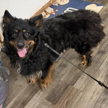 Charlie -  Australian Shepherd and Corgi Dog for Adoption in Sequatchie, Tennessee - Charlie | PetCurious