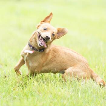 Elise -  Feist and Mixed Breed Dog for Adoption in Wake Forest, North Carolina - Elise | PetCurious
