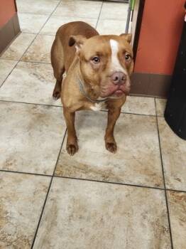 Rescue Mixed Breed Dogs for Adoption in Cincinnati, Ohio - Manzana | PetCurious