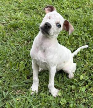Australian Cattle Dog Blue Heeler and Labrador Retriever Dogs Available for Adoption in Watertown, Connecticut - Lil Rock | PetCurious