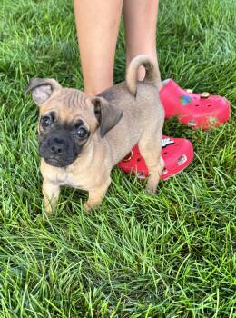 Mayham (Meet me 8/15) -  Pug Dog for Adoption in Gainesville, Virginia - Mayham (Meet Me 8/15) | PetCurious