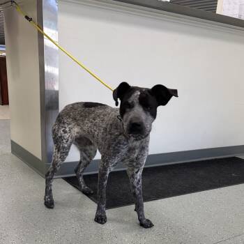 Cali Mex -  Bluetick Coonhound and Mixed Breed Dog for Adoption in Galax, Virginia - Cali Mex | PetCurious