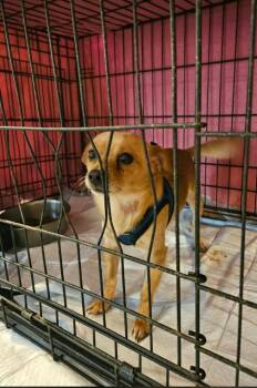 Chihuahua Dogs Available for Adoption - Rascal In TX | PetCurious