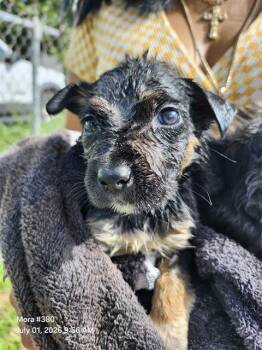 DOJA -  American Staffordshire Terrier Dog for Adoption in San Antonio, Texas - DOJA | PetCurious