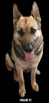 Callie -  German Shepherd Dog Dog for Adoption in Wilkesboro, North Carolina - Callie | PetCurious