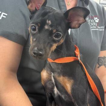 Reed -  Miniature Pinscher Dog for Adoption in Tampa, Florida - Reed | PetCurious