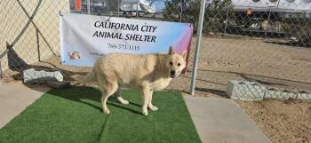 Rescue Husky and Shepherd Dogs for Adoption in California City, California - Iris | PetCurious