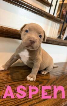 Aspen -  Terrier Dog for Adoption in Walker, Louisiana - Aspen | PetCurious