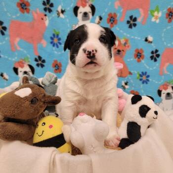 Mixed Breed Dogs Available for Adoption in Alpine, Texas - Bagel | PetCurious