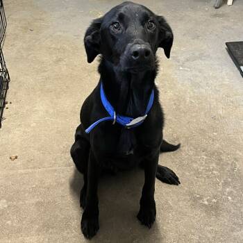 Rescue Black Labrador Retriever and Whippet Dogs for Adoption in Richmond Hill, Georgia - Flash Gordon | PetCurious