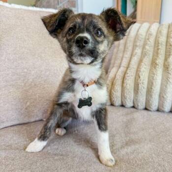 Shepherd Dogs Available for Adoption - Haddock | PetCurious