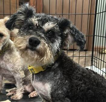 Lucy -  Yorkshire Terrier and Cairn Terrier Dog for Adoption in Paoli, Indiana - Lucy | PetCurious